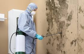 Best Mold Odor Removal Services  in Doylestown, OH